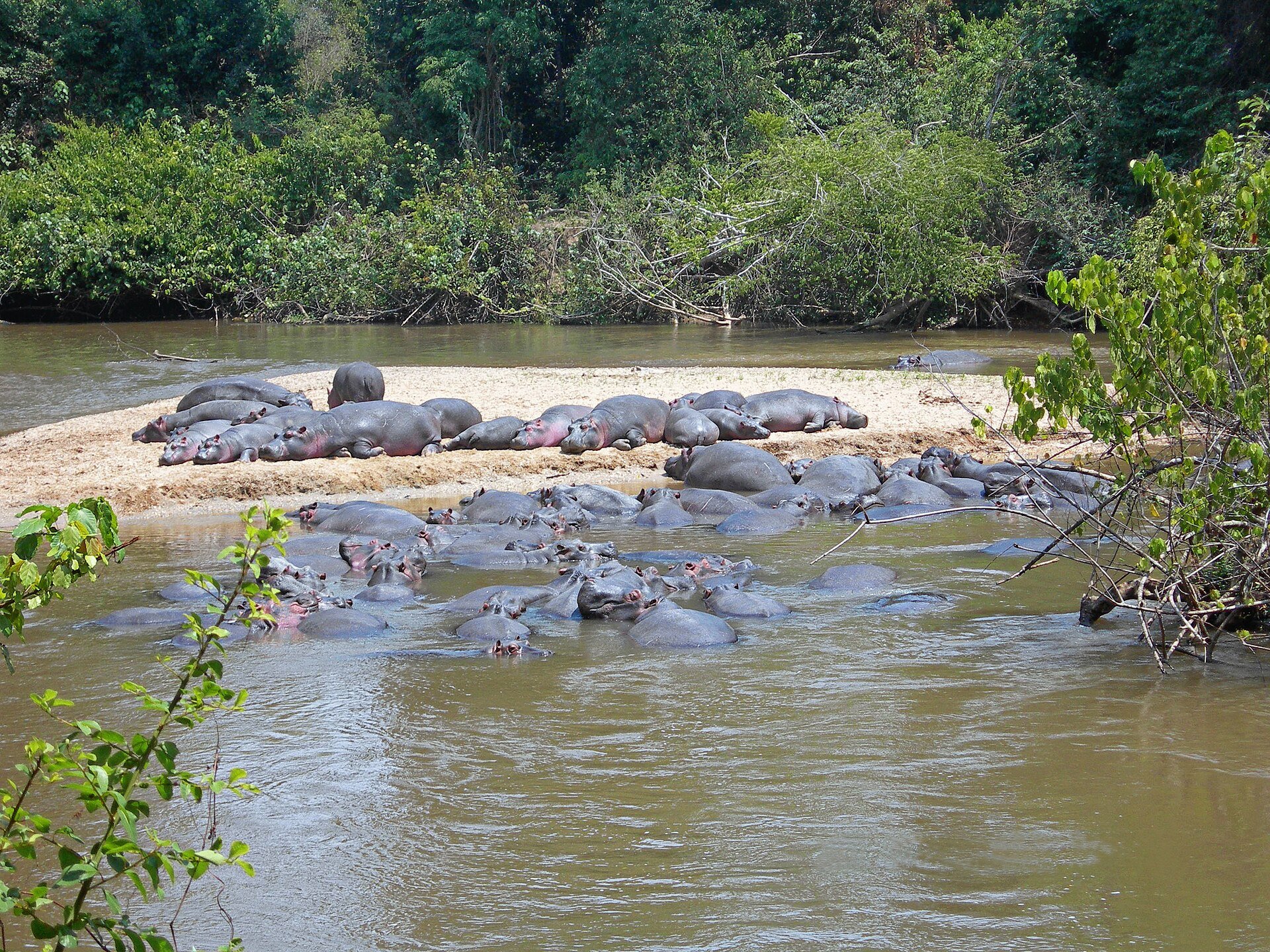 Hippos and wildlife in Queen Elizabeth National Park