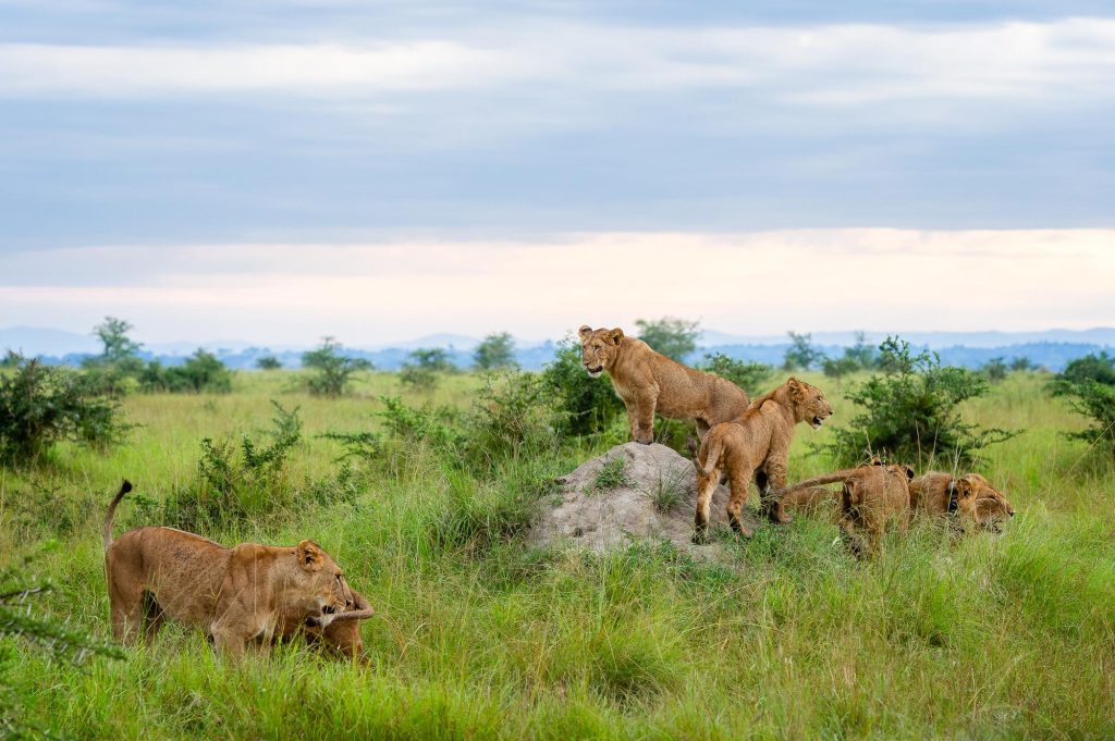 Pride of lions in Queen Elizabeth National Park during a Uganda safari from Malaysia