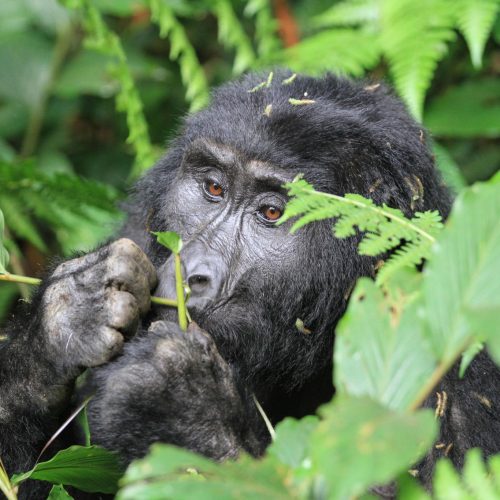 3-Day Gorilla Trekking