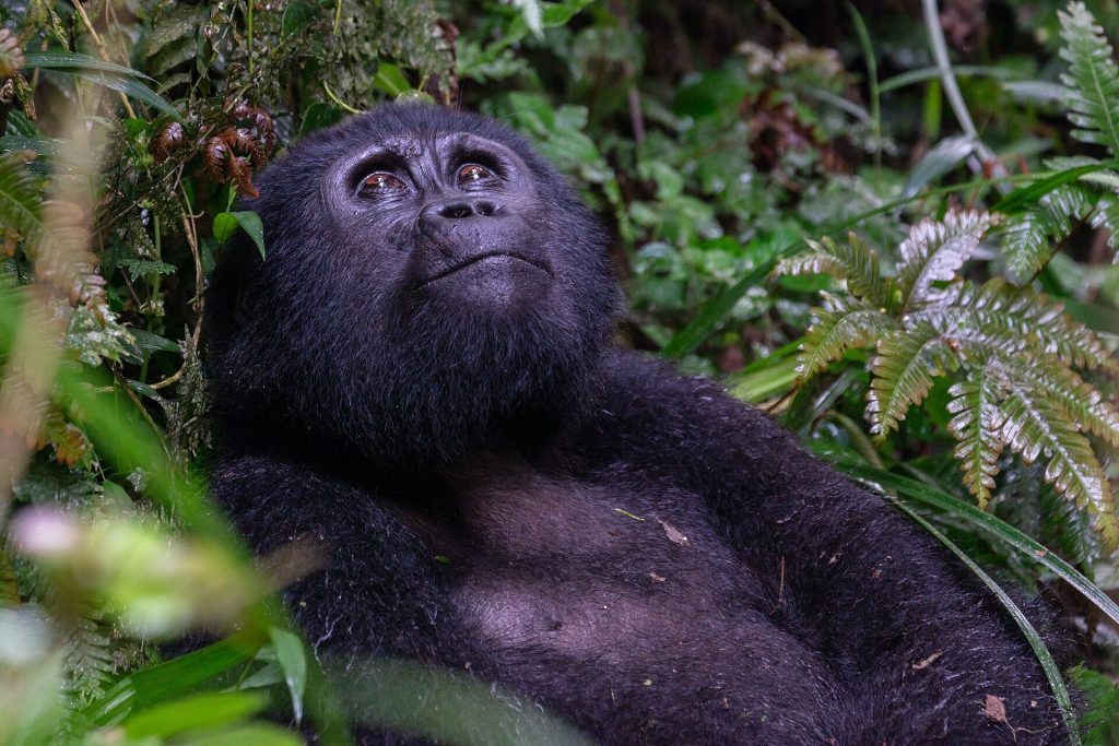Mountain gorilla resting in lush rainforest during a Uganda luxury safari from China