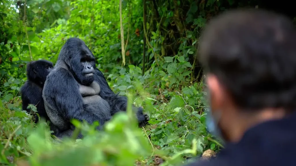 4 Days Gorilla and Chimpanzee Trekking Safari Uganda