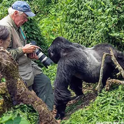 Travelers photographing a mountain gorilla during gorilla trekking in Bwindi Uganda