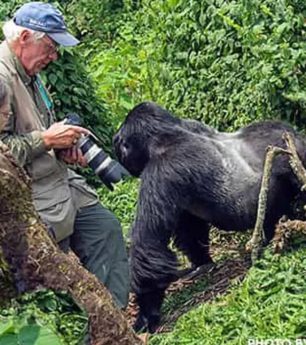 Travelers photographing a mountain gorilla during gorilla trekking in Bwindi Uganda