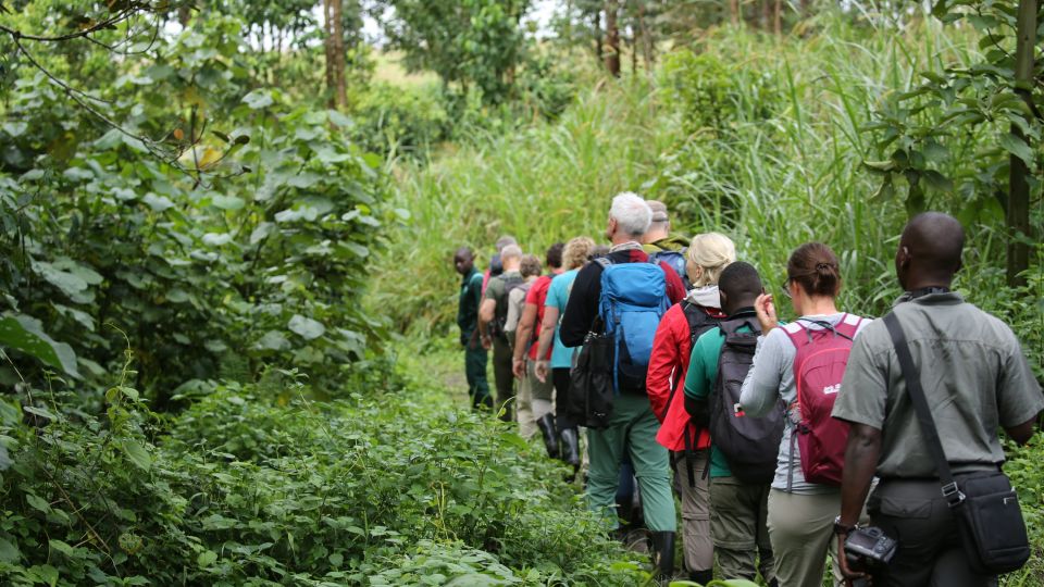 Gorilla Tracking Safety in Rwanda 9 Guided hikers following gorilla trekking safety practices on a forest trail
