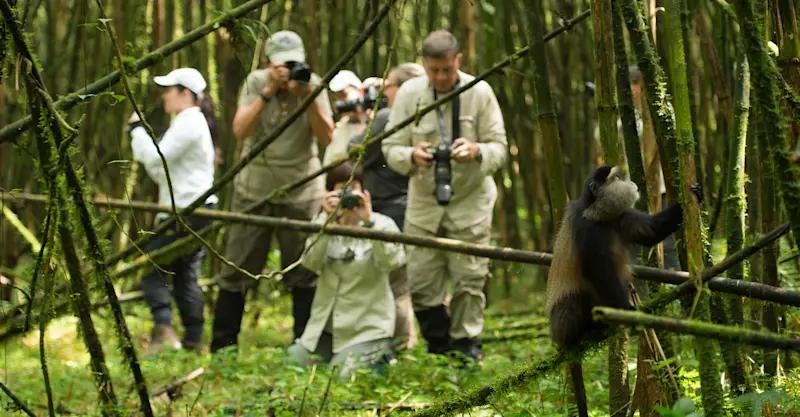 Golden Monkey Trekking Permits 3 golden monkey trekking permits for a Virunga primate encounter