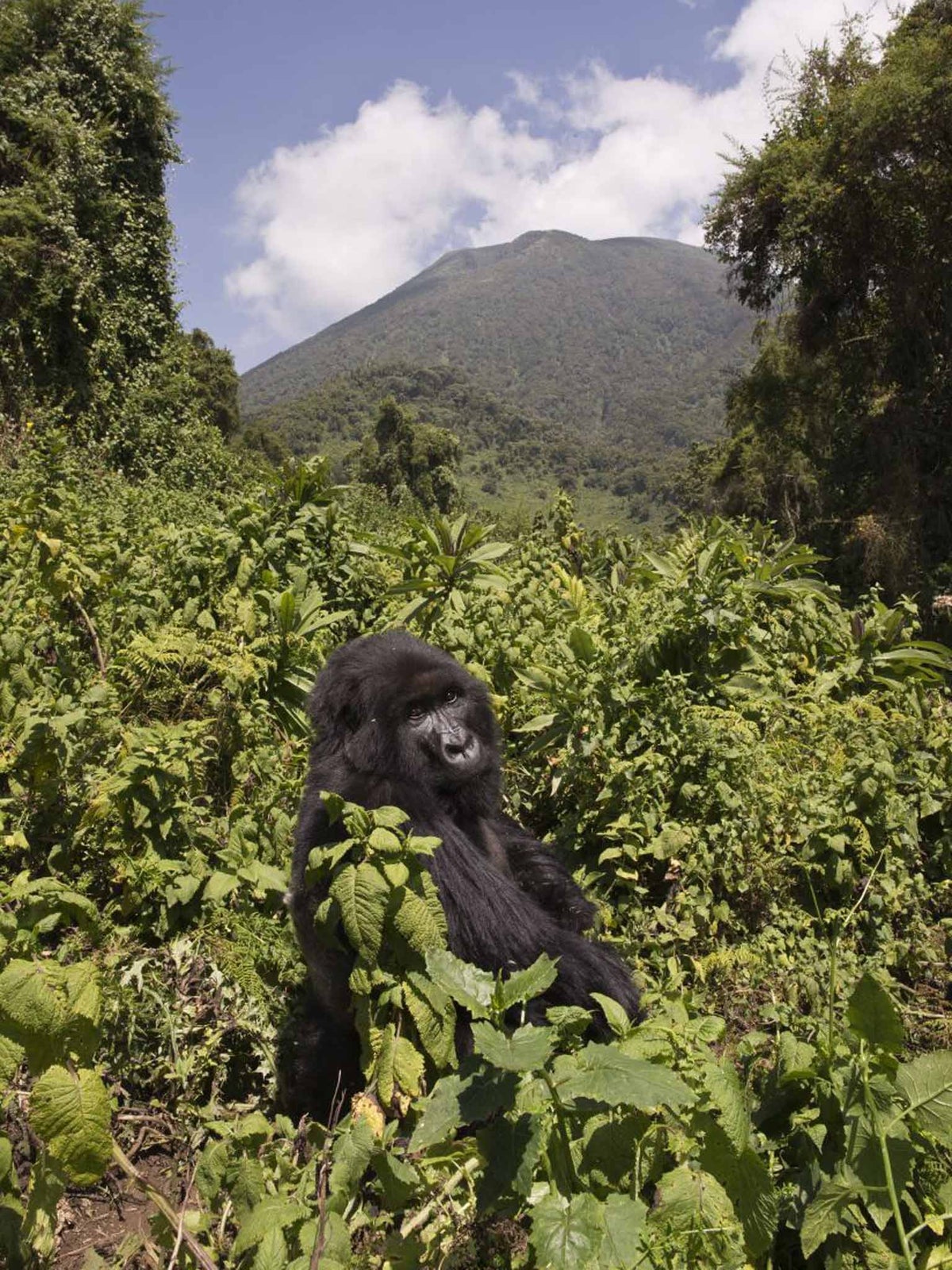 Gorilla Tracking Safety in Rwanda 11 Mountain gorilla in Rwanda illustrating gorilla tracking safety