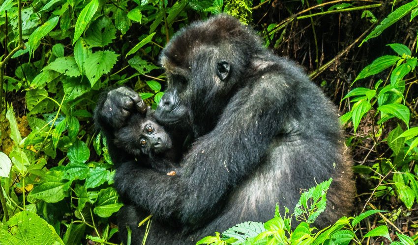 Uganda Safari from Munich 10 Mother and baby mountain gorilla in Bwindi Impenetrable Forest Uganda