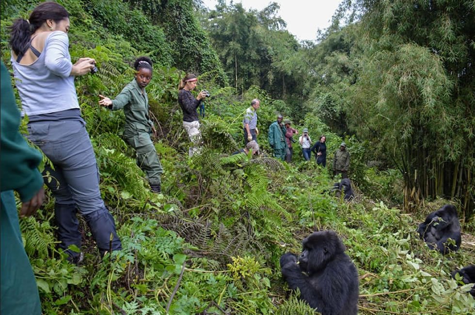 What Makes Gorilla Habituation Worth 4 Hours 11 Gorilla trekkers hiking on a forest slope in Uganda