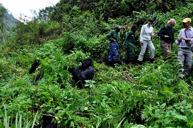 Uganda Safari Cost from Singapore 4 Travellers trekking mountain gorillas in Bwindi Impenetrable Forest Uganda