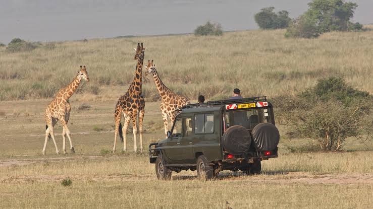 Safari game drives in Uganda across the Kasenyi Plains