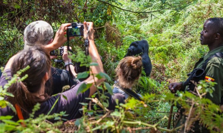 What Makes Gorilla Habituation Worth 4 Hours 9 Gorilla photography during trekking in Bwindi