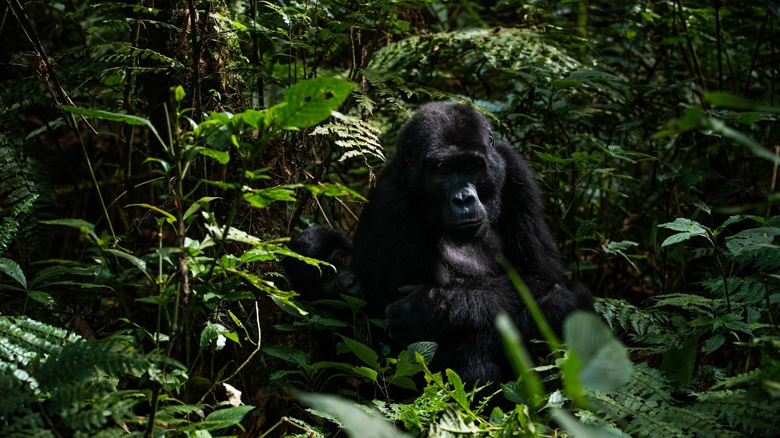 Gorilla Tracking Safety in Rwanda 7 Mountain gorilla demonstrating why gorilla tracking safety rules matter