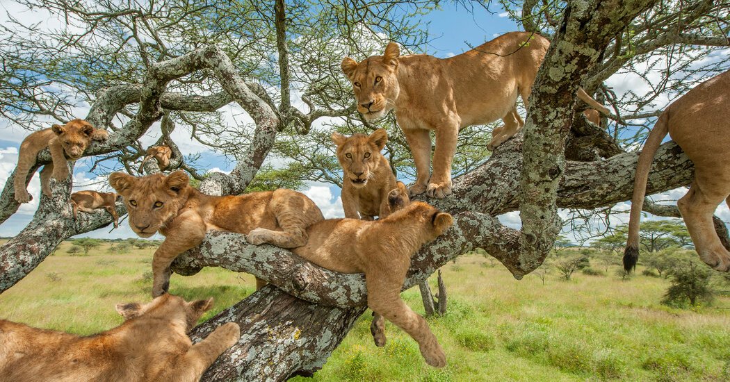 Uganda wildlife safari tree climbing lion in Ishasha